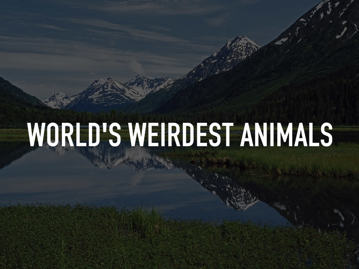 Animals Behaving Badly Pictures - Rotten Tomatoes Animals Behaving Badly Pictures - Rotten Tomatoes