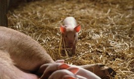 Charlotte's Web: Official Clip - Fern Saves Wilbur