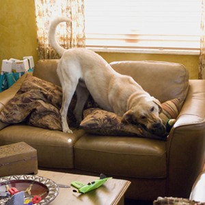Marley demolishes a sofa - the latest "victim" of his voracious appetite in "Marley & Me."