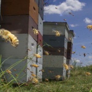 Vanishing of the Bees (2009) photo 8