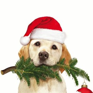 The Dog Who Saved Christmas - Rotten Tomatoes