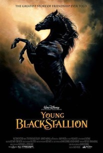 Young Black Stallion | Rotten Tomatoes