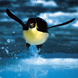 Emperor Penguin in DEEP BLUE courtesy of Miramax Films photo 19