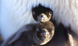 Penguins: Trailer 2 photo 1