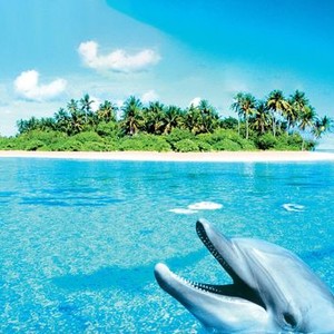 Dolphins photo 16