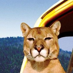 "Charlie, the Lonesome Cougar photo 6"