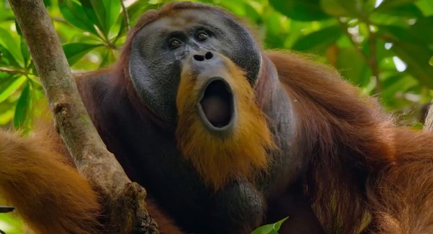 Orangutan (2026) | Rotten Tomatoes