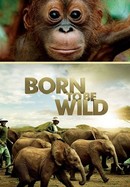 Born to Be Wild poster image
