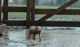 Charlotte's Web: Official Clip - Wilbur Plays in the Mud