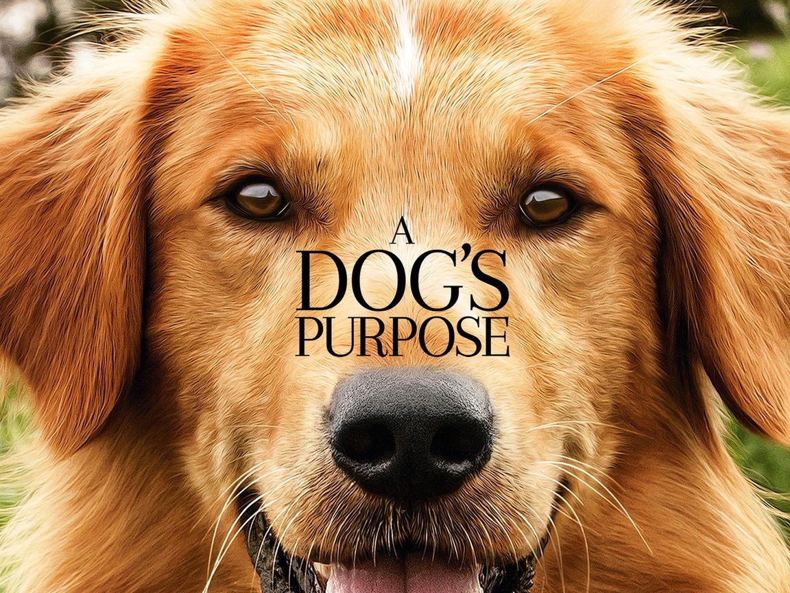 a dogs purpose rotten tomatoes a dogs purpose rotten tomatoes