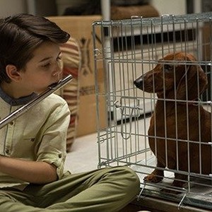 Keaton Nigel Cooke as Remi in "Wiener-Dog." photo 15