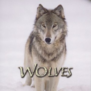 Wolves photo 13