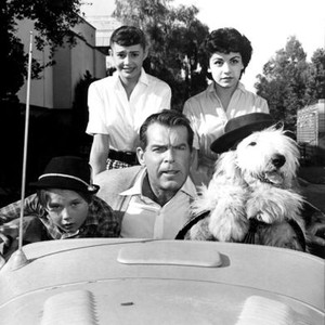 SHAGGY DOG, THE, Kevin Corcoran, Roberta Shaw, Fred MacMurray, Annette Funicello, 1959