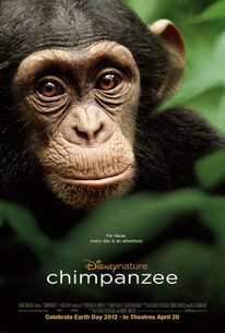 Disneynature Chimpanzee