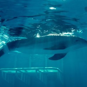 Dolphin Tale - Rotten Tomatoes