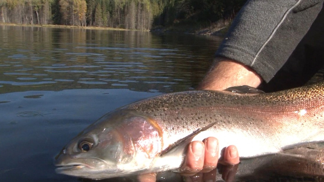 Fly Fishing Alberta Canada's Waterton River-Trailer for Prime Video 
