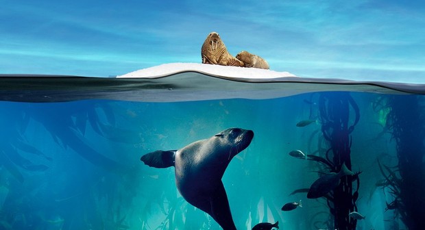 Blue Planet II: Miniseries | Rotten Tomatoes