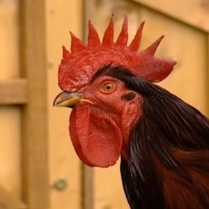 Big Barn Farm Rotten Big Barn Farm: Season 1, Episode 9 - Rotten Tomatoes