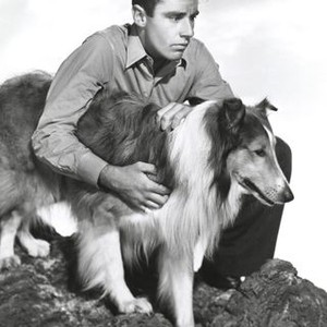 Son of Lassie (1945) photo 11
