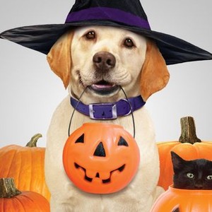 The Dog Who Saved Halloween Rotten Tomatoes