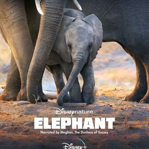 Disneynature: Elephant photo 3