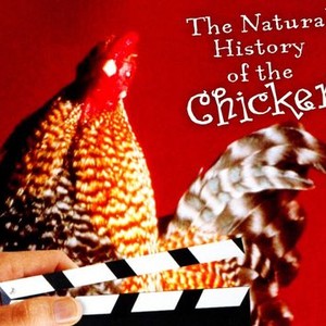 The Natural History of the Chicken photo 1