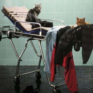 The Death of Mr. Lazarescu photo 1
