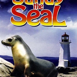 Sandy the Seal photo 7