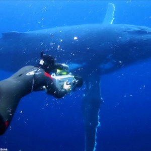 A scene from the film "Sharkwater."