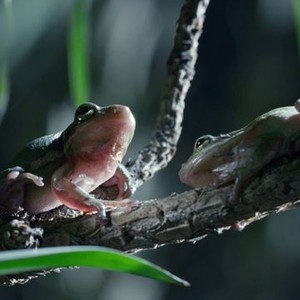 Tiny Creatures