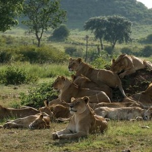 African Cats photo 4