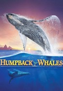 Humpback Whales poster image