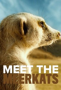 Meet the Meerkats: Season 1 poster image