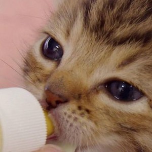 Dr. Chris: Pet Vet