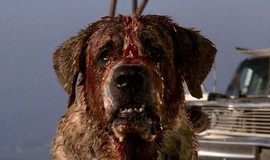 Cujo: Official Clip - Donna Is Bitten