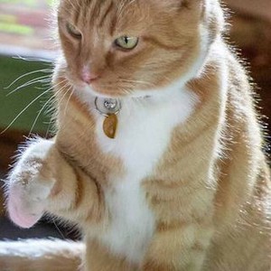 Cats & Dogs 3: Paws Unite! (2020)