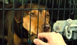 A Dog's Way Home: Official Clip - Goodbye, Bella