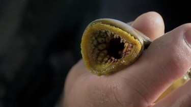 River Monsters: Season 5, Episode 5 | Rotten Tomatoes
