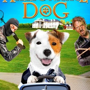 Millionaire Dog photo 10