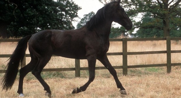 Black Beauty | Rotten Tomatoes