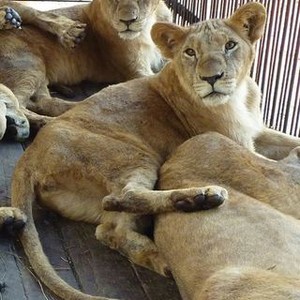 Lion Ark (2013) photo 8