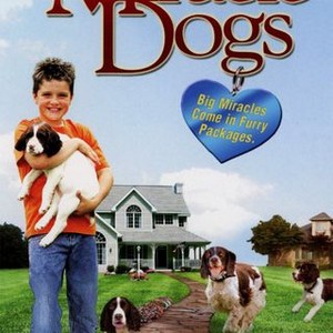 Miracle Dogs photo 10