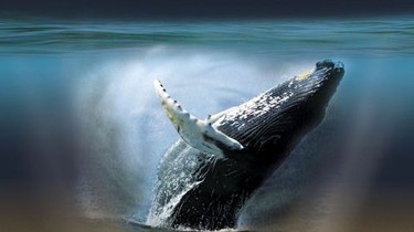 Whaledreamers | Rotten Tomatoes