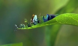 A Bug's Life: Teaser Trailer 1