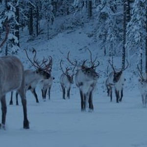 "A Reindeer&#39;s Journey photo 4"